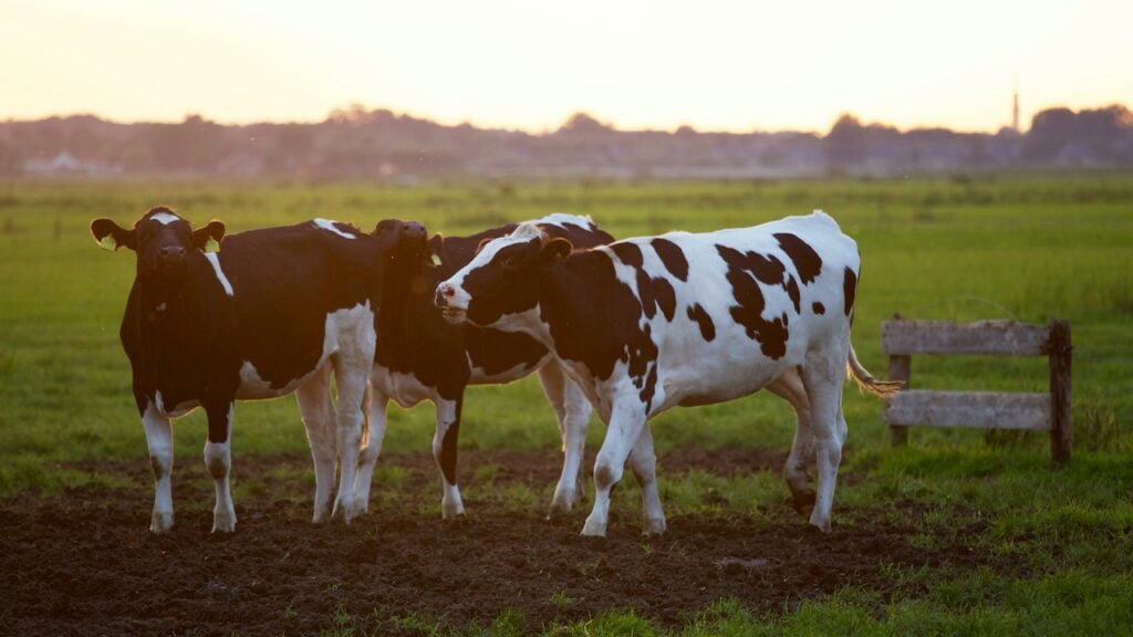 3 cows in the farm